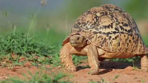Wide pan shot of a leopard tortoise walking on dirt Stock Footage 261025478