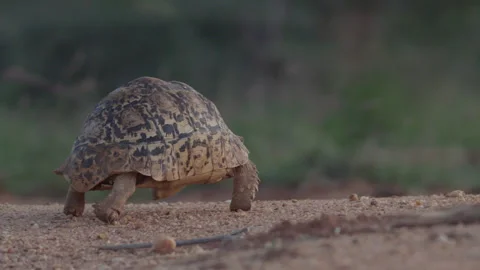 Wide pan shot of a leopard tortoise walking on sand during the evening Stock Footage 261025992