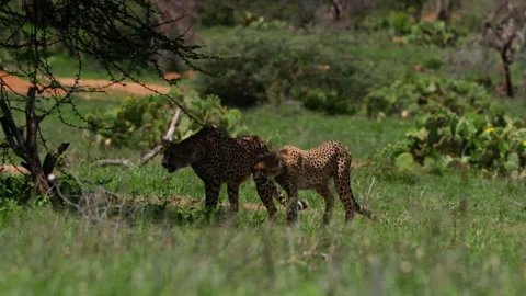 Wide pan shot of three cheetahs walking to a shade at noon in Africa. Video stock 256913985