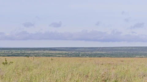Wide pan shot of two cheetahs scanning the grasslands in the morning Stock Footage 256927281