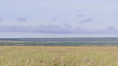 Wide pan shot of two cheetahs scanning the surrounding in the morning Stock Footage 256927481
