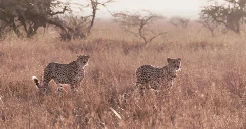 Wide pan shot of two cheetahs tracking prey within the savannah Vídeo Stock 308678042