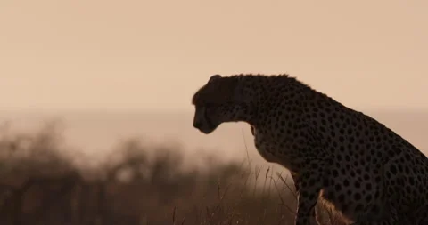 Wide pan shot of two cheetahs jumping down a termite mound Video stock 308678722
