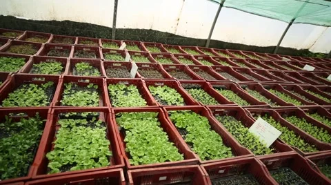 A wide pan shot of watering process of plants Stock Footage 60766387