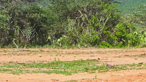Wide pan of spotted thick-knee bird sitting on it's eggs in Africa Stock Footage 252294120