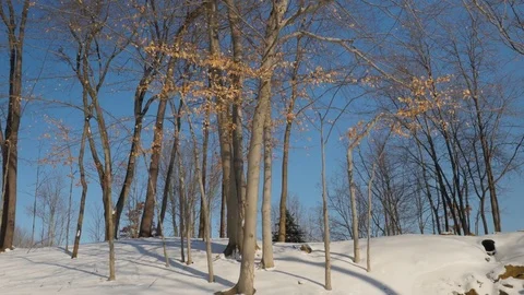Wide Pan of a Tree In Winter 库存影片 85060185