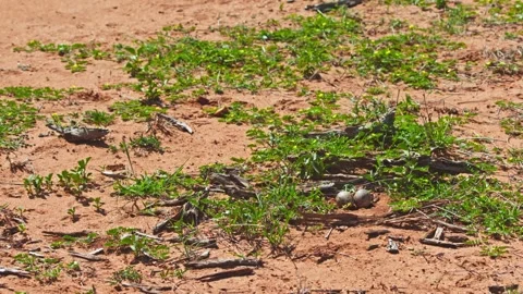 Wide pan of two spotted thick-knee bird's eggs camouflaged on the ground Stock Footage 252293497