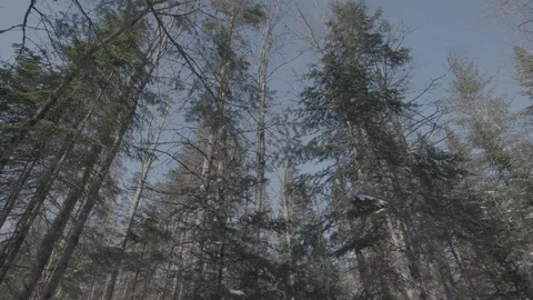 Wide pan from under tree tops Stock Footage 114179074