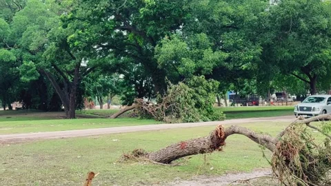 Wide Pan Uprooted Trees and Flood Debris, Guadalupe River Kerrville Texas 2025 Stock Footage 312749698