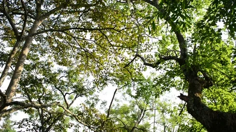 Wide panning low angle view of tree Stock Footage 66996752