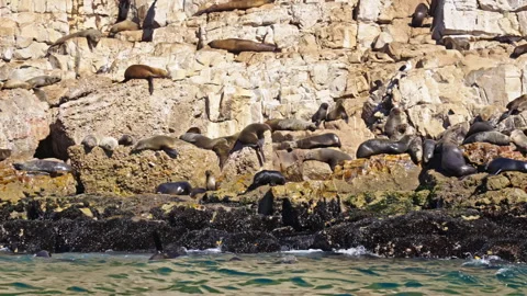 Wide panning shot of seals on the cliffs and in the ocean Stock Footage 266064727