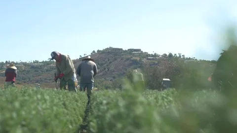 Wide Panning Shot of Workers In A Tree Farm On A Bright California Day Stock Footage 83360075