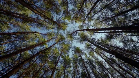 Wide panoramic shot from the ground, camera pointed up Stock Footage 84643322