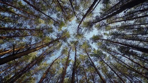Wide panoramic shot from the ground, camera pointed up Stock Footage 84786725