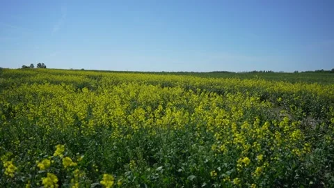 Wide panoramic view of blooming rapeseed field under clear sky Stock Footage 336078718
