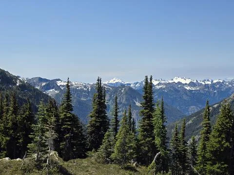 Wide panoramic view of evergreen conifer forest with snow-covered mountain range Stockfoto's
