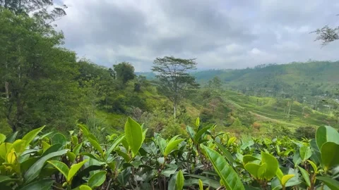 Wide panoramic view of lush tea estates across a highland landscape Video stock 327488139