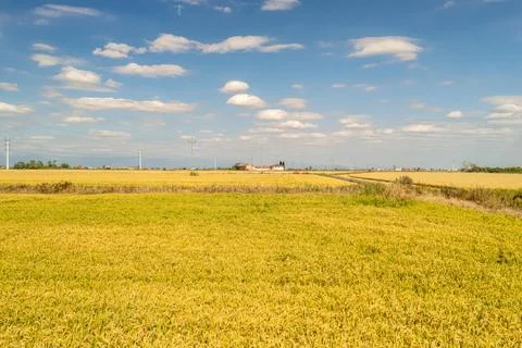 Wide Panoramic View of Rice Fields in Northern Italy Stock Photos