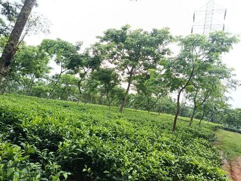Wide Panoramic View of Rolling Green Tea Hills Stockfoto's