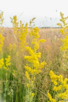 Wide panoramic view of a summer meadow with colorful wildflowers and grasses  写真素材