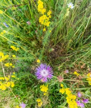 Wide panoramic view of a summer meadow with colorful wildflowers and grasses  库存照片