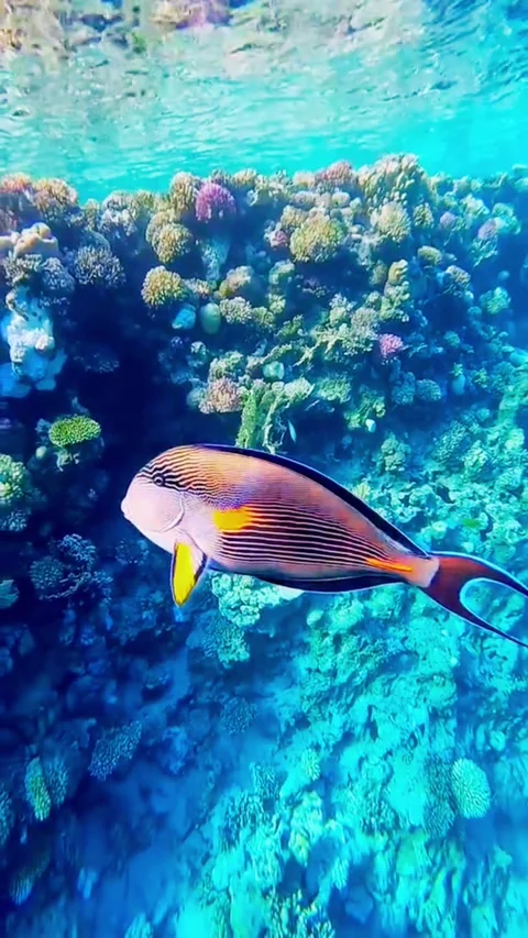 Wide Panoramic View of a Thriving Tropical Coral Reef Stock Footage 337639690