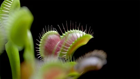 Wide panoramic view of a Venus Flytrap with its leaves wide open. Video stock 97065487
