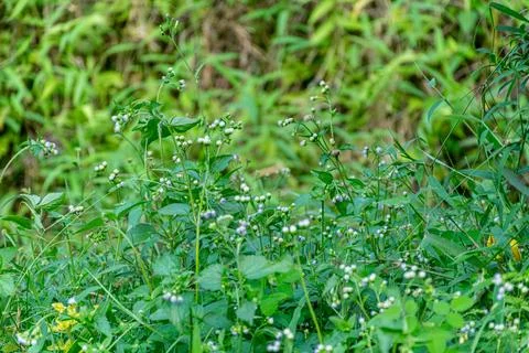 A wide patch of small white flowers grows among thick green grass and vario.. Stock Photos