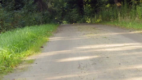 Wide path in the forest Video stock 147729509