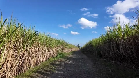 Wide path leads through tall sugar cane rows Stock Footage 345147780