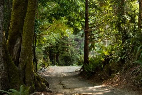 Wide path running through dence forested area of washington state Stock Photos