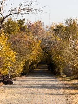 Wide path through the trees, forest and road, path in the forest, trail, autumn Stock Photos