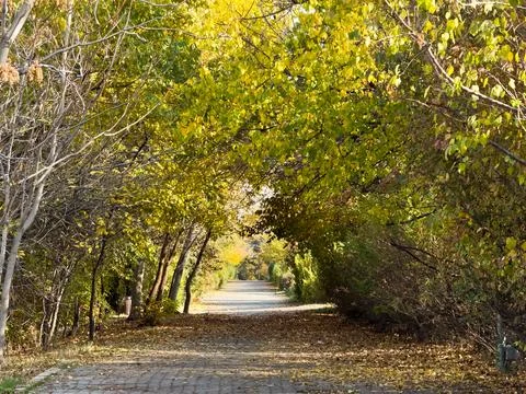 Wide path through the trees, forest and road, path in the forest, trail, autumn Foto stock