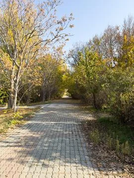Wide path through the trees, forest and road, path in the forest, trail, autumn Foto stock