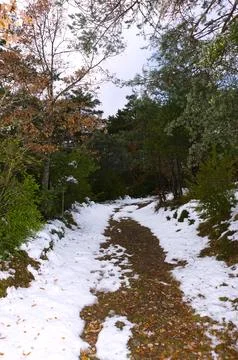 Wide path in the winter forest at the top of the mountain Stock Photos