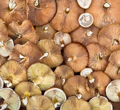 Wide Pattern of Gathered Wild Mushrooms Stock Photos
