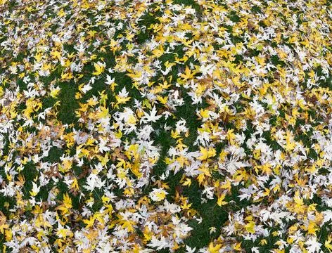 Wide Pattern of Maple Leaves on Green Grass Stock Photos