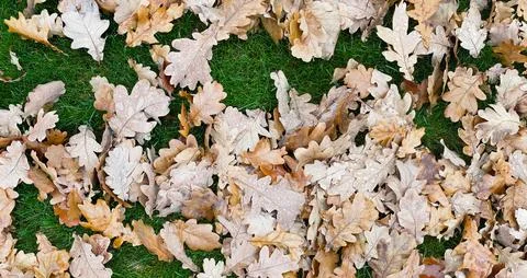 Wide Pattern of Wet Oak Leaves on Grass Stock Photos