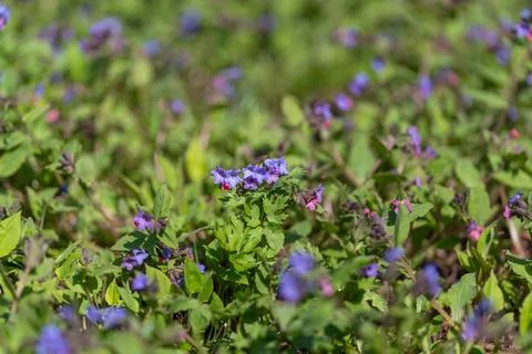 Wide patterned field of small flowers, repeating clusters create rhythmic vis Stock Photos