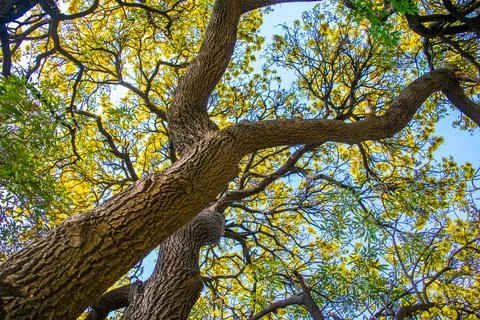 Wide perspective from down to up view a large tree in spring, On a bright day Stock Photos