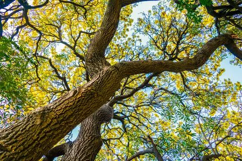 Wide perspective from down to up view a large tree in spring, On Stock Photos