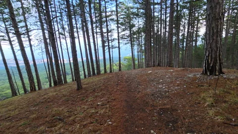 Wide Pine Ridge Viewpoint With Needlecovered Slope, Slender Trunks Framing Stock Footage 335268230