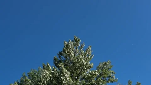Wide Poplar Tree With White Fluff Under Blue Sky Stock Footage 337938719