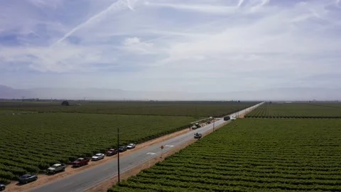 Wide push-in aerial shot of fruit pickers processing the harvest on the Stock Footage 206018090