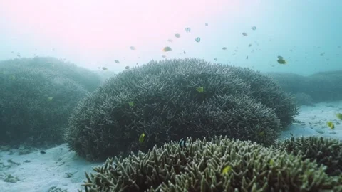 Wide, push in over coral bommies teeming with small reef fish, backlit Stock Footage 170351237