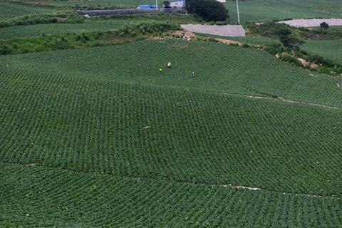 A wide range of highland cabbage fields and farmers Stock Photos