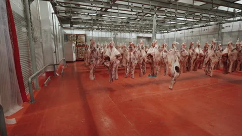 Wide Refrigerated Room with Meat Carcasses on Overhead Hooks Stock Footage 340262882