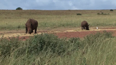 Wide Rhino and baby Stock Footage