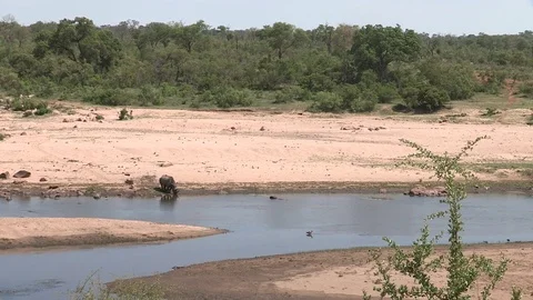Wide of rhino drinking at river. Stock Footage 71082756