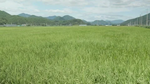 Wide Rice Field Swaying Like Waves in the Wind with Mountains Stock Footage 344739901